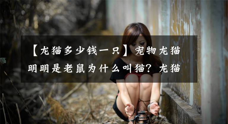 【龍貓多少錢一只】寵物龍貓明明是老鼠為什么叫貓？龍貓多少錢一只？