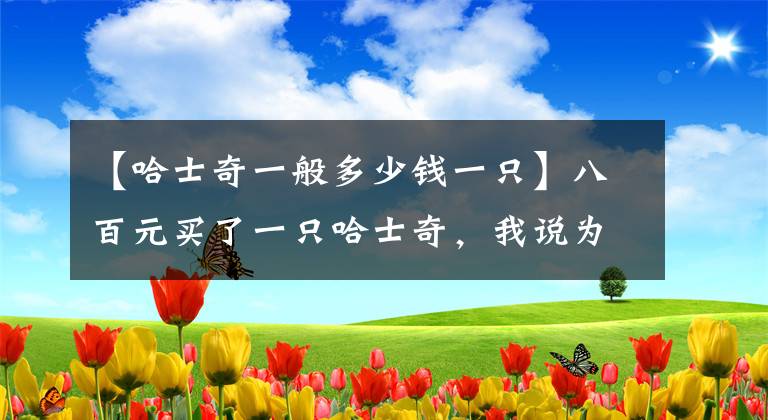 【哈士奇一般多少錢一只】八百元買了一只哈士奇，我說為什么這么便宜，原來另有隱情