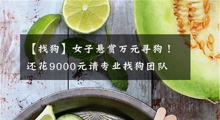 【找狗】女子懸賞萬元尋狗！還花9000元請(qǐng)專業(yè)找狗團(tuán)隊(duì)