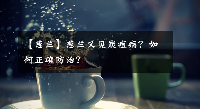 【蔥蘭】蔥蘭又見(jiàn)炭疽病？如何正確防治？