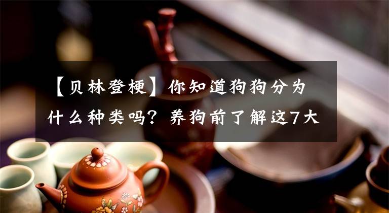 【貝林登?！磕阒拦饭贩譃槭裁捶N類嗎？養(yǎng)狗前了解這7大類，才不會踩坑