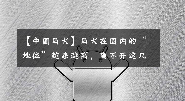 【中國馬犬】馬犬在國內(nèi)的“地位”越來越高，離不開這幾個(gè)優(yōu)點(diǎn)