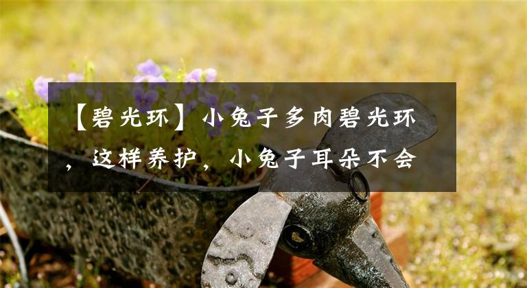 【碧光環(huán)】小兔子多肉碧光環(huán)，這樣養(yǎng)護(hù)，小兔子耳朵不會(huì)瘋長(zhǎng)，越養(yǎng)越好看