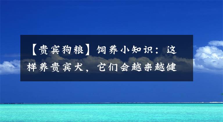 【貴賓狗糧】飼養(yǎng)小知識(shí)：這樣養(yǎng)貴賓犬，它們會(huì)越來(lái)越健康