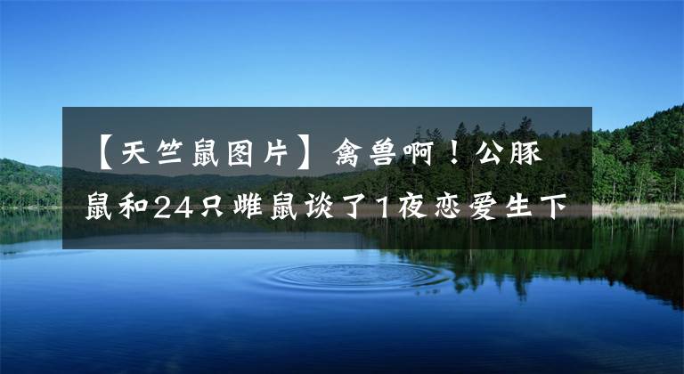 【天竺鼠圖片】禽獸啊！公豚鼠和24只雌鼠談了1夜戀愛生下43個孩子，昏睡了2天