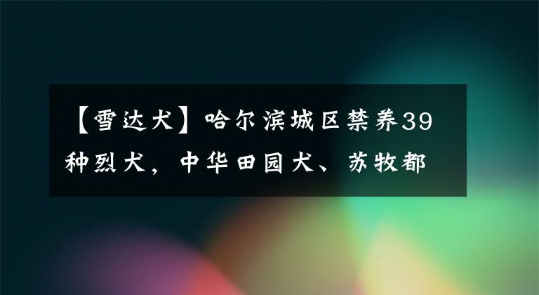 【雪達犬】哈爾濱城區(qū)禁養(yǎng)39種烈犬，中華田園犬、蘇牧都不行