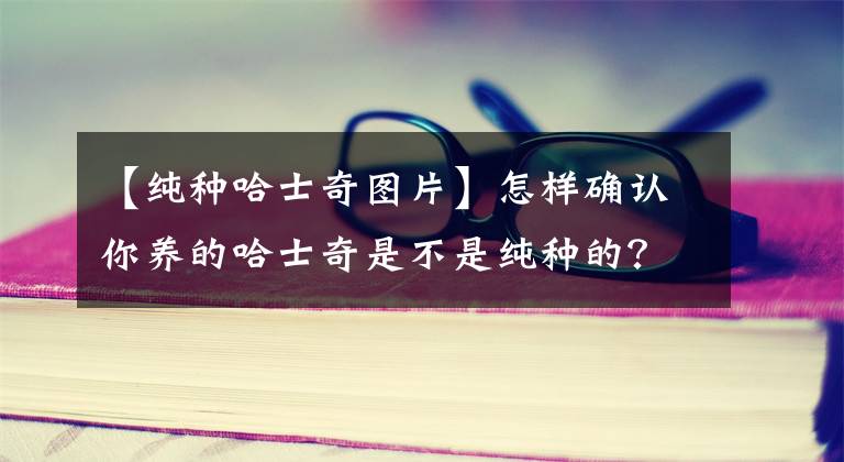 【純種哈士奇圖片】怎樣確認(rèn)你養(yǎng)的哈士奇是不是純種的？看純種哈士奇如何犯二