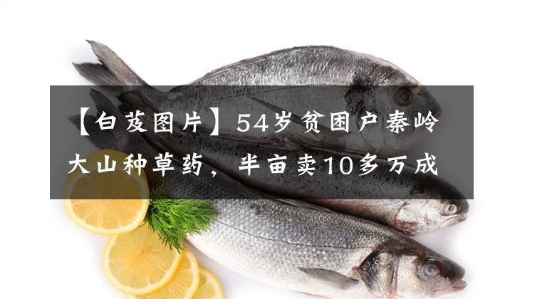 【白芨圖片】54歲貧困戶秦嶺大山種草藥，半畝賣(mài)10多萬(wàn)成為百萬(wàn)富翁，看種的啥