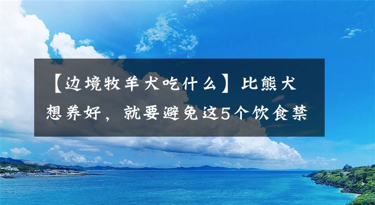 【邊境牧羊犬吃什么】比熊犬想養(yǎng)好，就要避免這5個(gè)飲食禁忌！吃得好看又健康