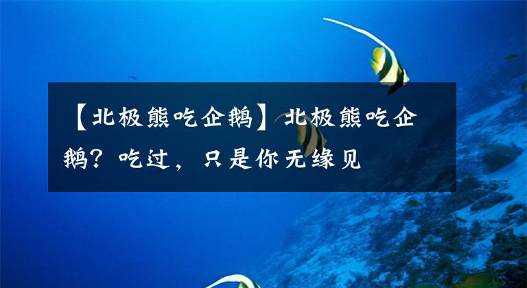 【北極熊吃企鵝】北極熊吃企鵝？吃過(guò)，只是你無(wú)緣見(jiàn)