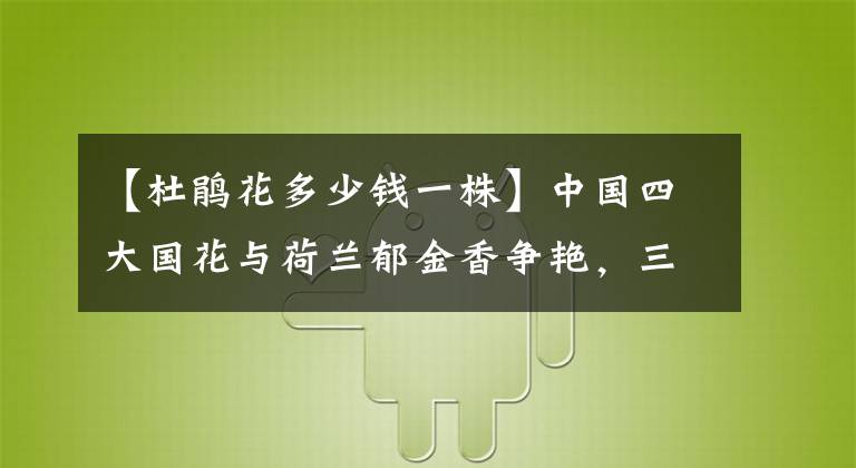 【杜鵑花多少錢一株】中國四大國花與荷蘭郁金香爭艷，三萬一株的高山杜鵑，快來這里看