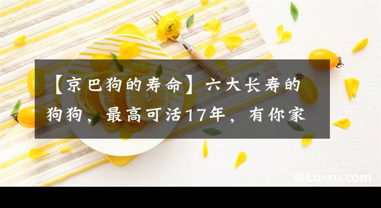 【京巴狗的壽命】六大長壽的狗狗，最高可活17年，有你家的嗎