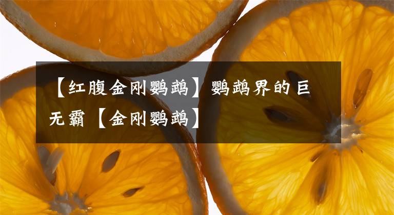 【紅腹金剛鸚鵡】鸚鵡界的巨無霸【金剛鸚鵡】