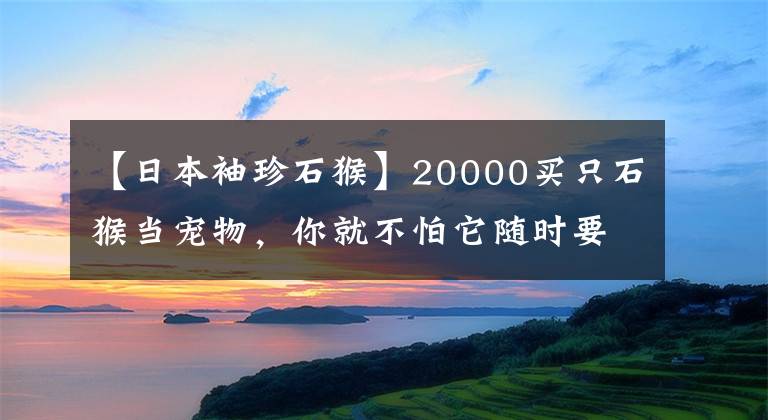 【日本袖珍石猴】20000買只石猴當寵物，你就不怕它隨時要了你的命嗎