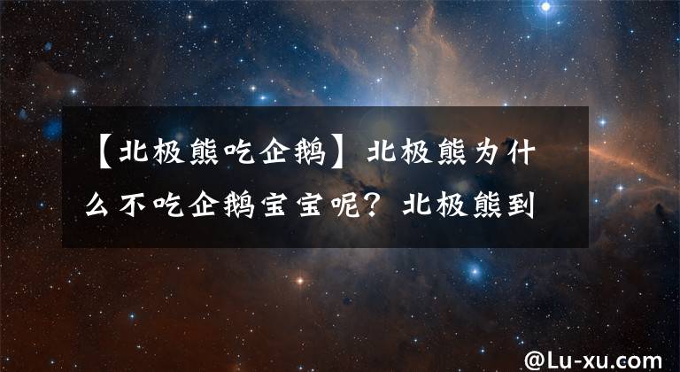 【北極熊吃企鵝】北極熊為什么不吃企鵝寶寶呢？北極熊到南極的后果西瓜視頻告訴你