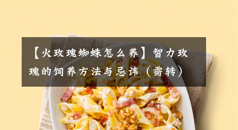 【火玫瑰蜘蛛怎么養(yǎng)】智力玫瑰的飼養(yǎng)方法與忌諱（需轉(zhuǎn)）！