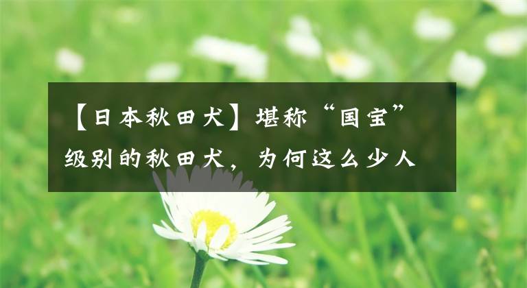 【日本秋田犬】堪稱(chēng)“國(guó)寶”級(jí)別的秋田犬，為何這么少人養(yǎng)？這6點(diǎn)是主要原因！