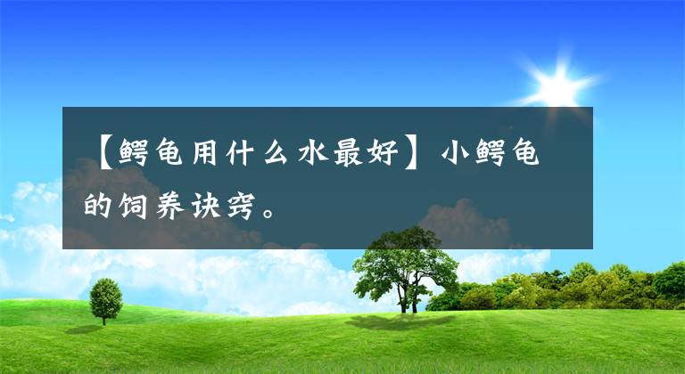 【鱷龜用什么水最好】小鱷龜?shù)娘曫B(yǎng)訣竅。