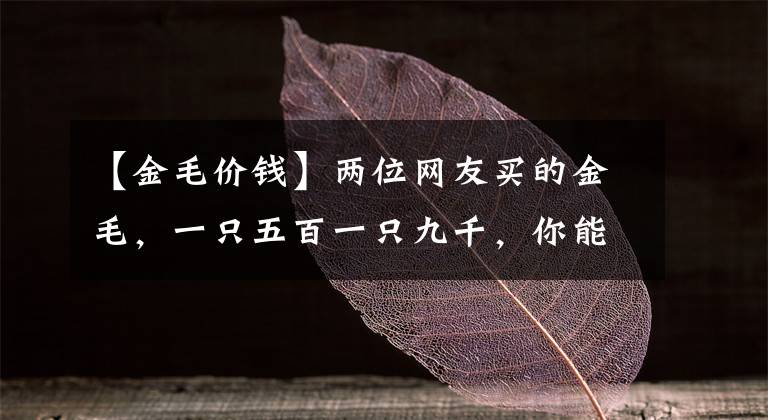 【金毛價(jià)錢(qián)】?jī)晌痪W(wǎng)友買(mǎi)的金毛，一只五百一只九千，你能區(qū)分出來(lái)嗎？