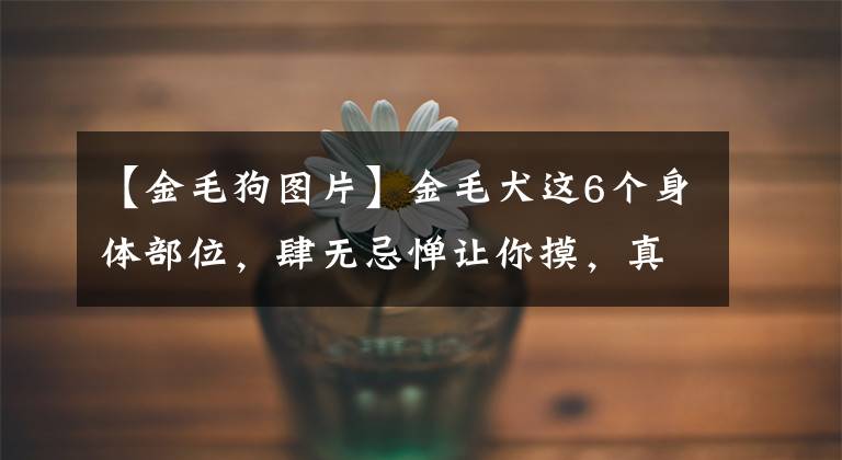 【金毛狗圖片】金毛犬這6個(gè)身體部位，肆無忌憚讓你摸，真把你當(dāng)家人