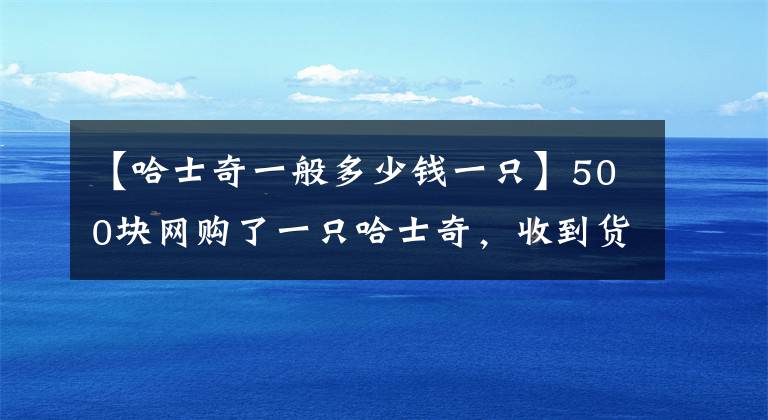 【哈士奇一般多少錢一只】500塊網(wǎng)購(gòu)了一只哈士奇，收到貨后卻覺(jué)得疑惑：這是啥品種啊？