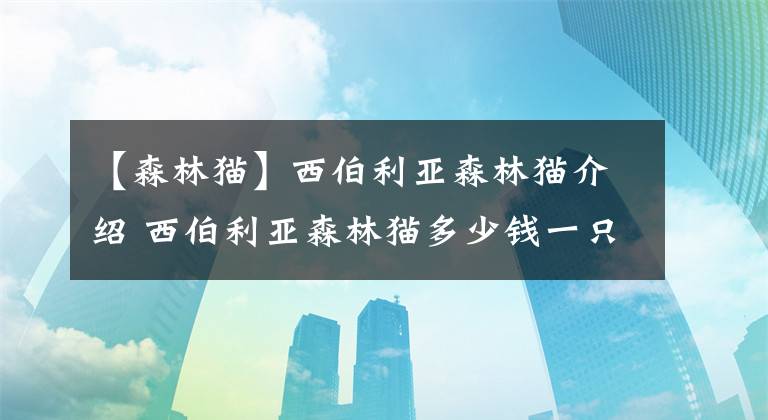 【森林貓】西伯利亞森林貓介紹 西伯利亞森林貓多少錢一只