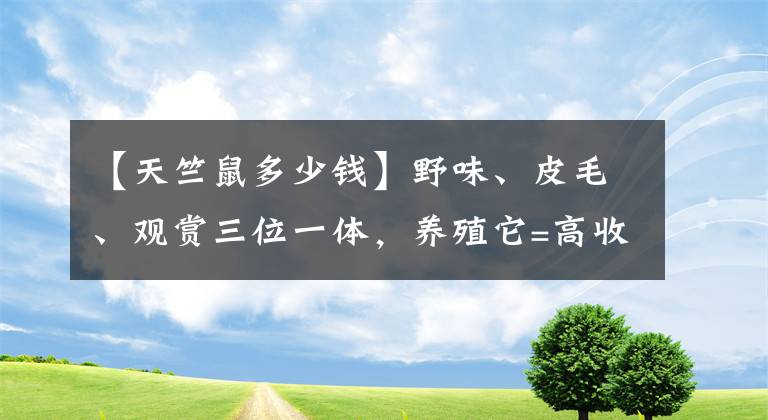 【天竺鼠多少錢】野味、皮毛、觀賞三位一體，養(yǎng)殖它=高收益！