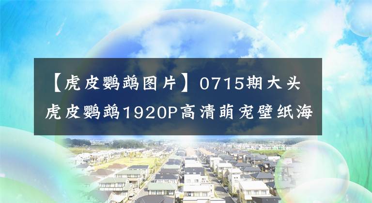 【虎皮鸚鵡圖片】0715期大頭虎皮鸚鵡1920P高清萌寵壁紙海報欣賞