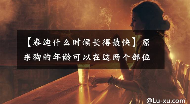 【泰迪什么時候長得最快】原來狗的年齡可以在這兩個部位看到，真的很簡單。