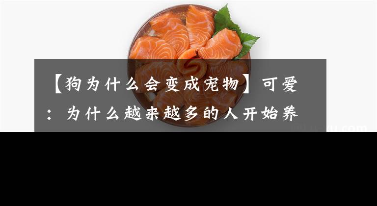 【狗為什么會變成寵物】可愛：為什么越來越多的人開始養(yǎng)小動物？