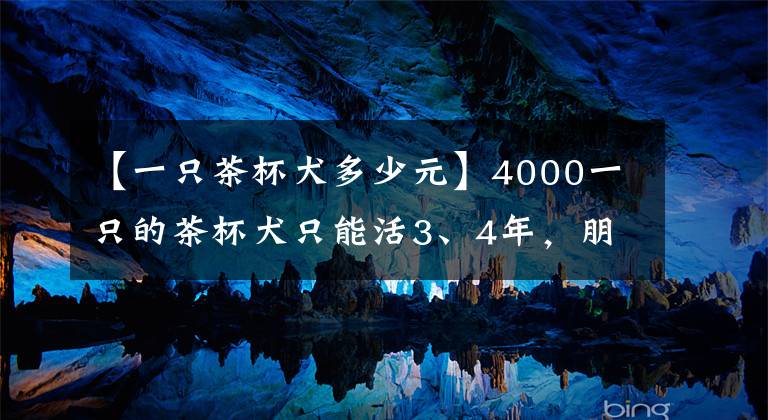 【一只茶杯犬多少元】4000一只的茶杯犬只能活3、4年，朋友還爭著要 太奢侈了