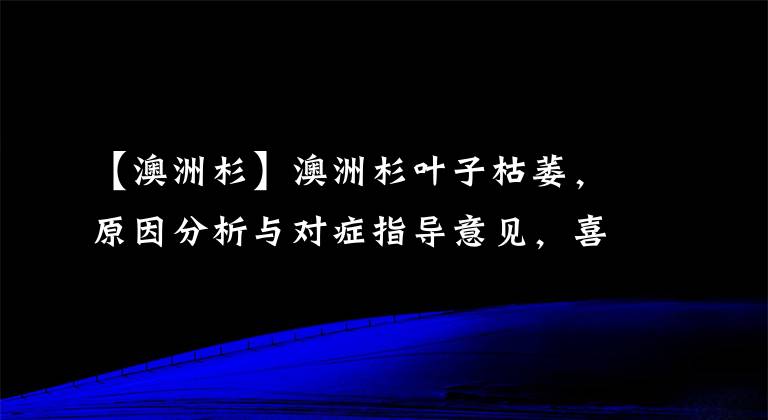 【澳洲杉】澳洲杉葉子枯萎，原因分析與對癥指導(dǎo)意見，喜歡養(yǎng)花的朋友快收藏