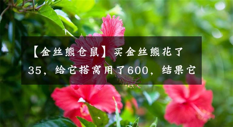 【金絲熊倉(cāng)鼠】買(mǎi)金絲熊花了35，給它搭窩用了600，結(jié)果它還咬人，網(wǎng)友心塞不已