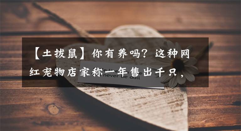 【土拔鼠】你有養(yǎng)嗎？這種網(wǎng)紅寵物店家稱(chēng)一年售出千只，疾控中心：有鼠疫傳染風(fēng)險(xiǎn)……