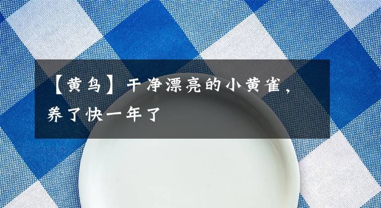 【黃鳥】干凈漂亮的小黃雀，養(yǎng)了快一年了