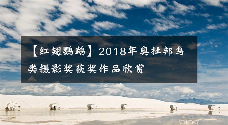 【紅翅鸚鵡】2018年奧杜邦鳥類攝影獎(jiǎng)獲獎(jiǎng)作品欣賞