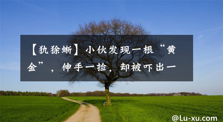 【犰狳蜥】小伙發(fā)現(xiàn)一根“黃金”，伸手一撿，卻被嚇出一身冷汗！