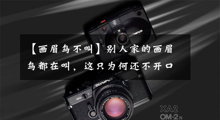 【畫眉鳥不叫】別人家的畫眉鳥都在叫，這只為何還不開口？出啥事了？