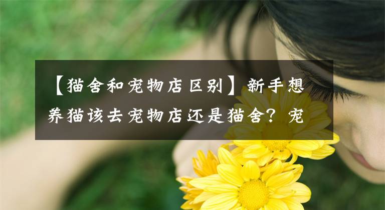 【貓舍和寵物店區(qū)別】新手想養(yǎng)貓?jiān)撊櫸锏赀€是貓舍？寵物店真的靠譜嗎？