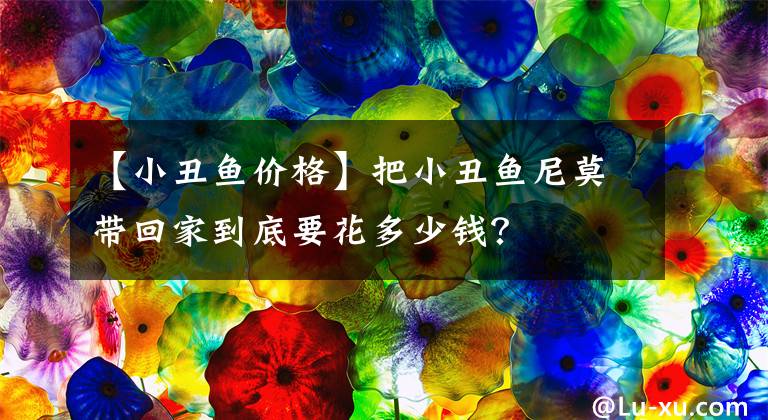 【小丑魚價格】把小丑魚尼莫帶回家到底要花多少錢？