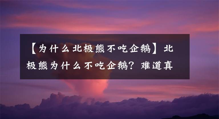 【為什么北極熊不吃企鵝】北極熊為什么不吃企鵝？難道真的是因為吃不到嗎？答案并不是！