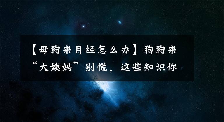 【母狗來月經(jīng)怎么辦】狗狗來“大姨媽”別慌，這些知識(shí)你需要知道