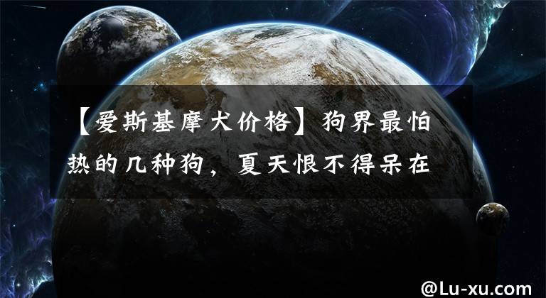 【愛斯基摩犬價格】狗界最怕熱的幾種狗，夏天恨不得呆在冰箱里，你家的上榜了嗎？