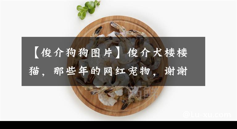 【俊介狗狗圖片】俊介犬樓樓貓，那些年的網(wǎng)紅寵物，謝謝你們帶來的治愈和陪伴