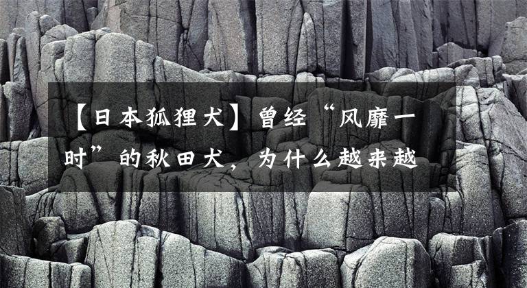 【日本狐貍?cè)吭?jīng)“風(fēng)靡一時(shí)”的秋田犬，為什么越來(lái)越少人養(yǎng)？