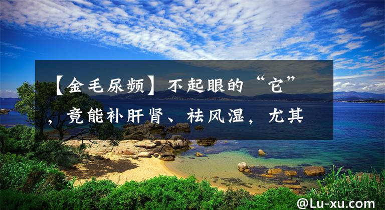 【金毛尿頻】不起眼的“它”，竟能補(bǔ)肝腎、祛風(fēng)濕，尤其止血功效堪稱一絕！