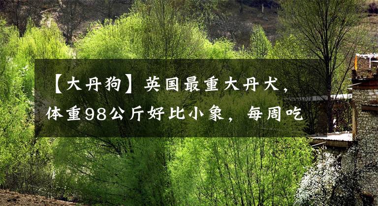 【大丹狗】英國最重大丹犬，體重98公斤好比小象，每周吃掉16公斤食物