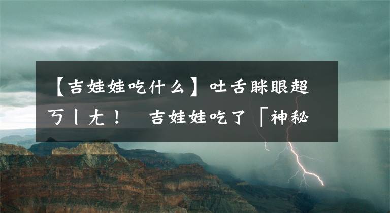 【吉娃娃吃什么】吐舌瞇眼超ㄎㄧㄤ！　吉娃娃吃了「神秘餅干」主人崩潰