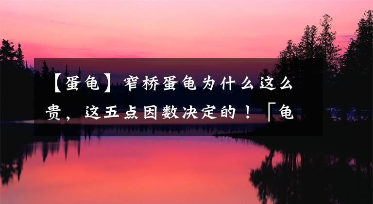 【蛋龜】窄橋蛋龜為什么這么貴，這五點(diǎn)因數(shù)決定的！「龜谷鱉老」