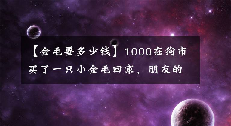 【金毛要多少錢】1000在狗市買了一只小金毛回家，朋友的一句話氣的主人爆粗口